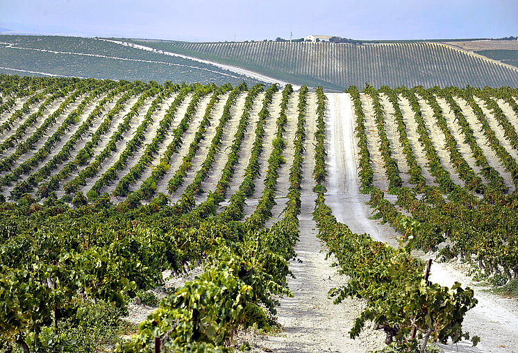 Viñas de Jerez