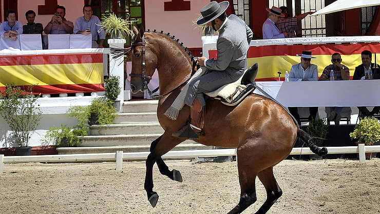 Pruebas Hípicas