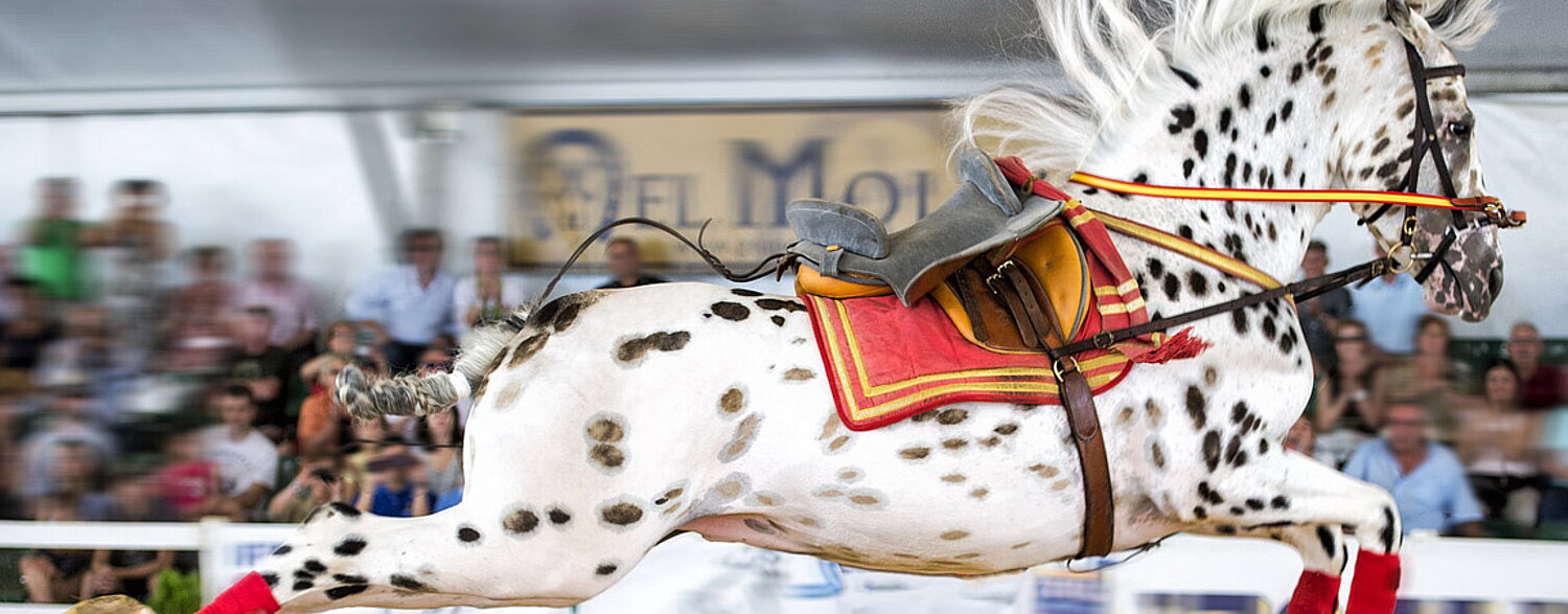 caballo