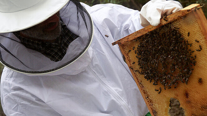 Museo de la miel y las abejas - Rancho Cortesano