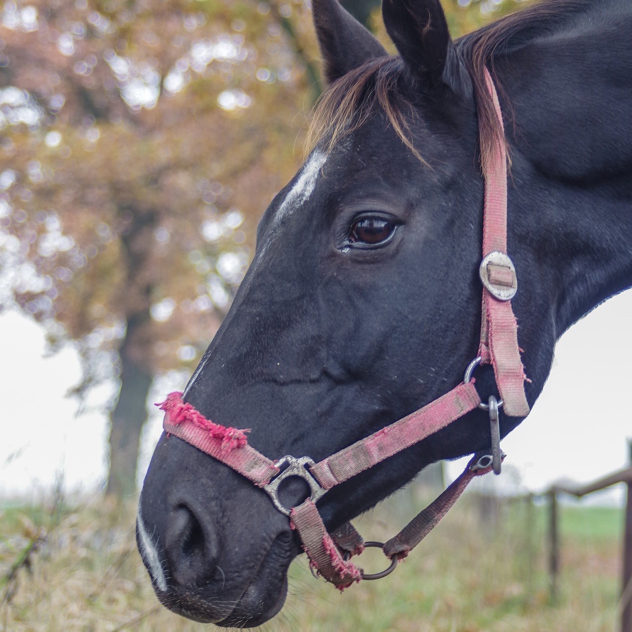 caballo