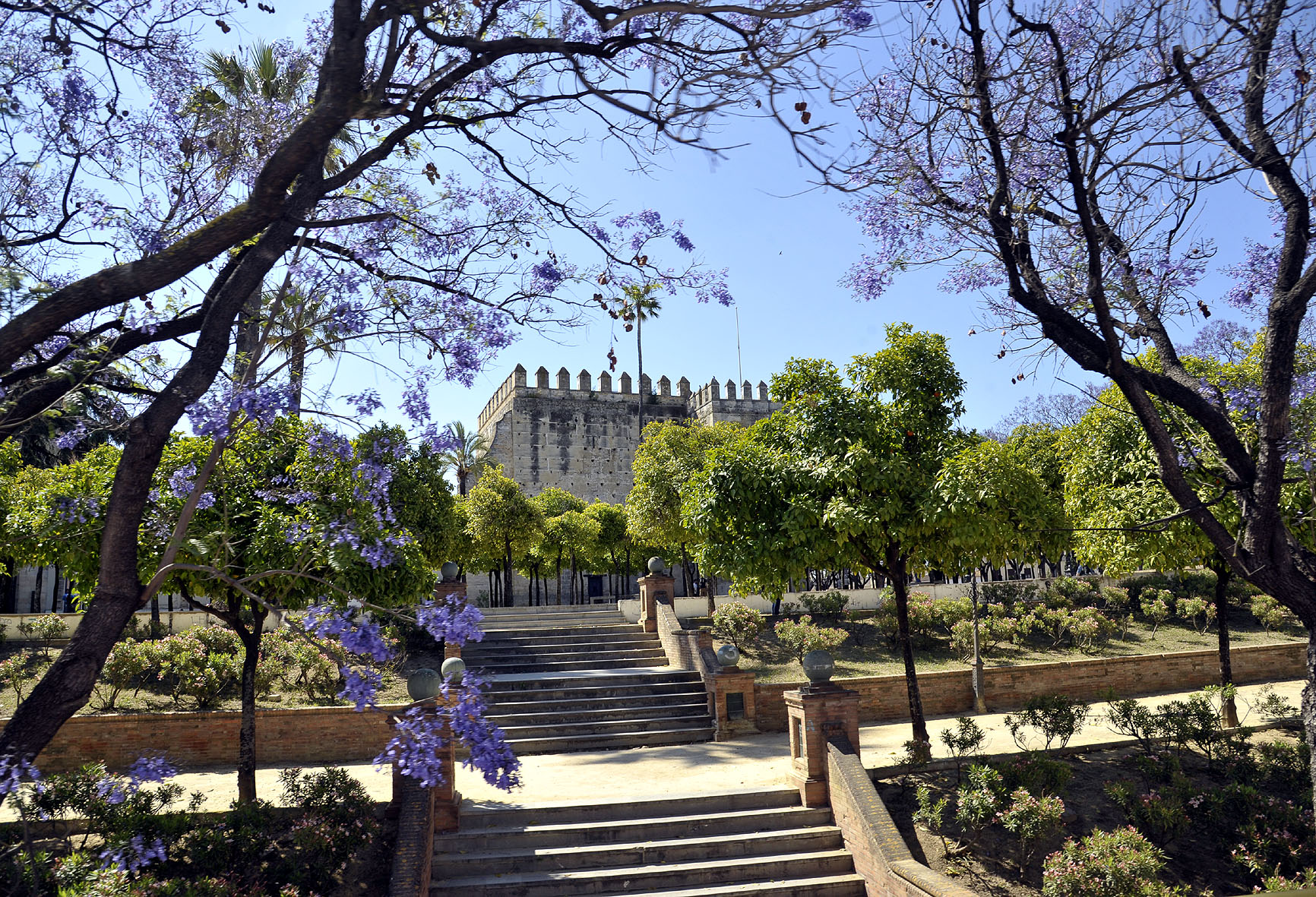 Jacarandas de la zona de El Alcázar