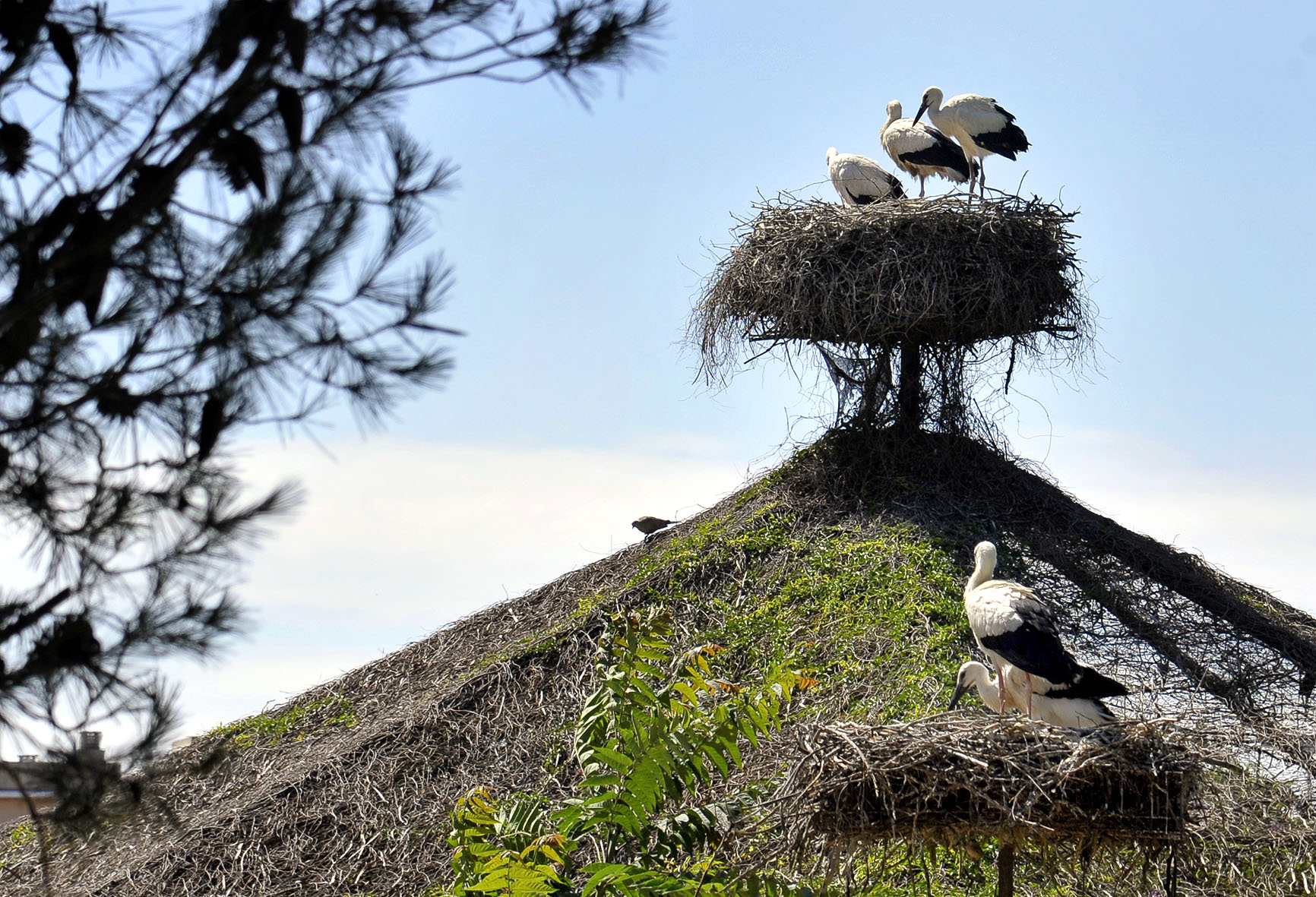 Uno de los nidos de cigüeñas del Zoobotánico