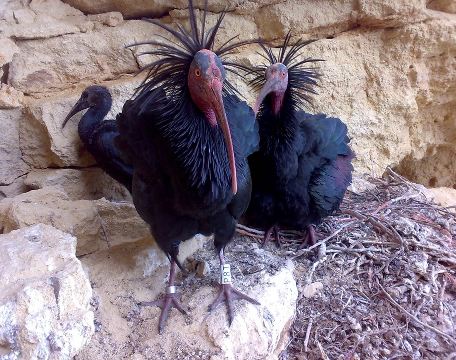 Fotografía de Ibis Eremita