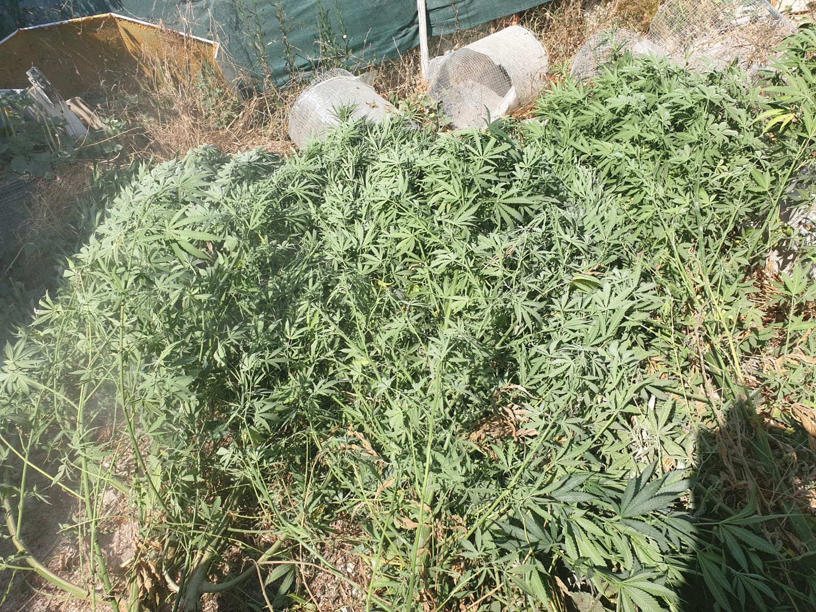 Plantas de marihuana de la intervención de la Policía Local