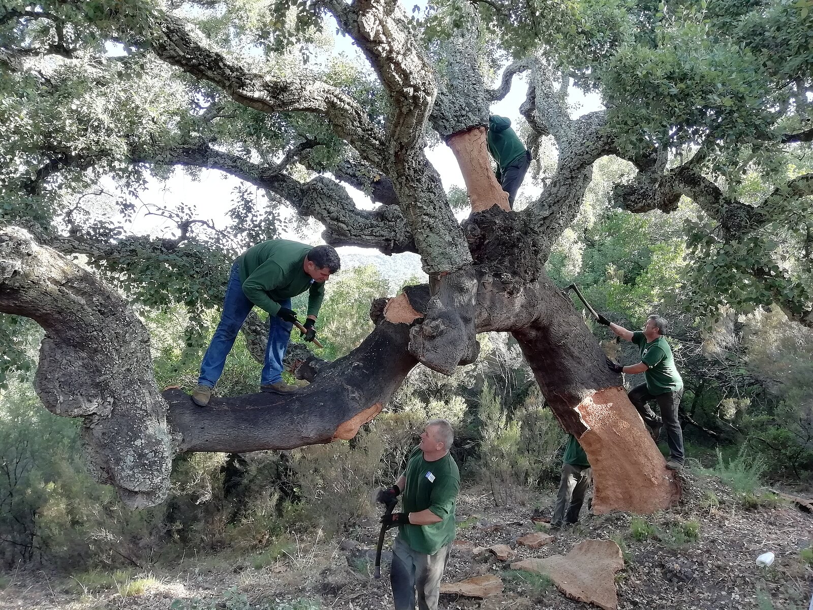 Trabajadores realizando la saca del corcho