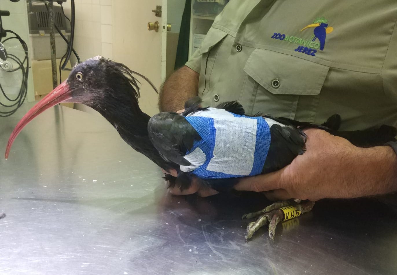 Ejemplar de Ibis Eremita recuperado