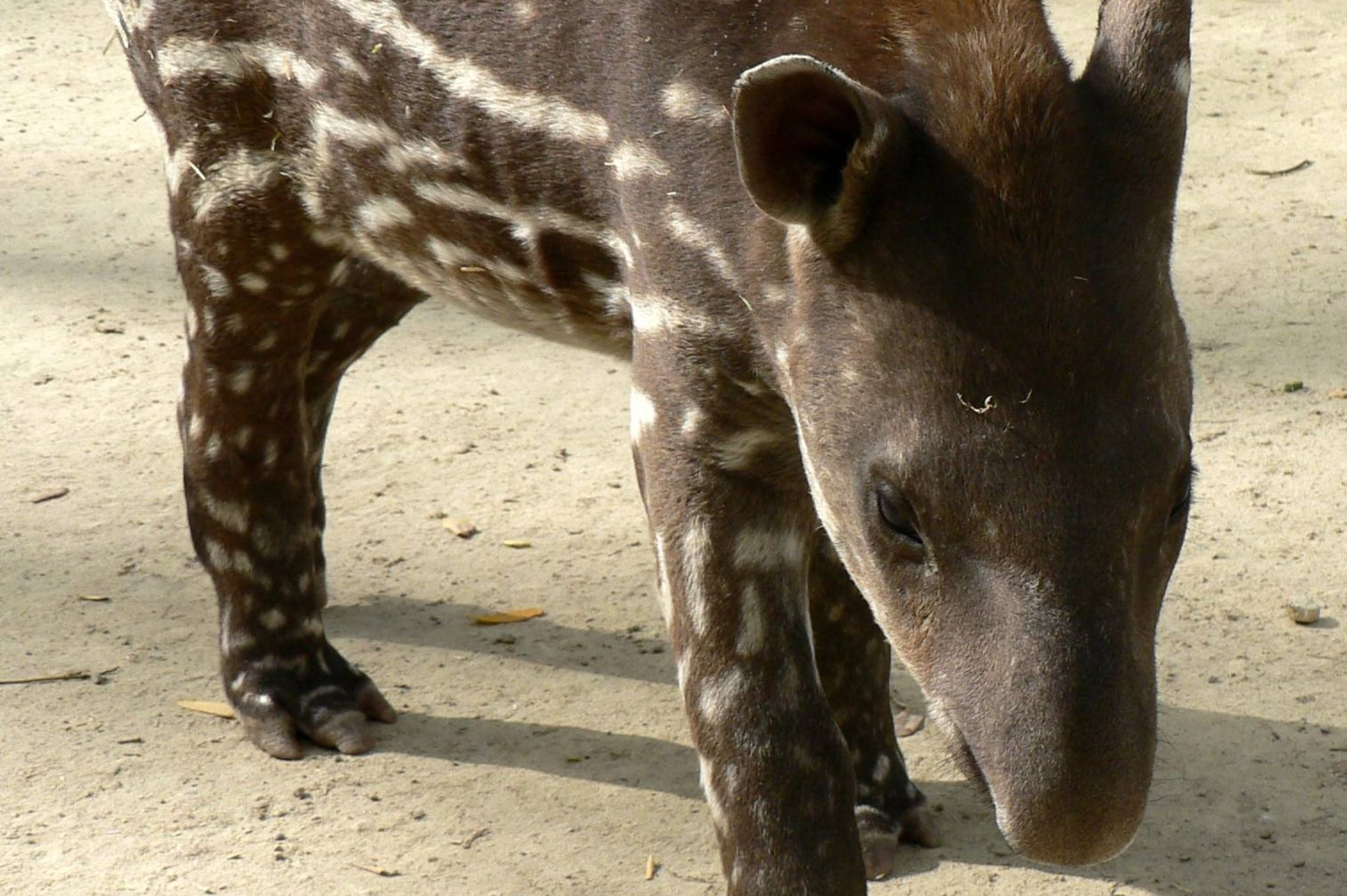 Tapir en Zoobotánico
