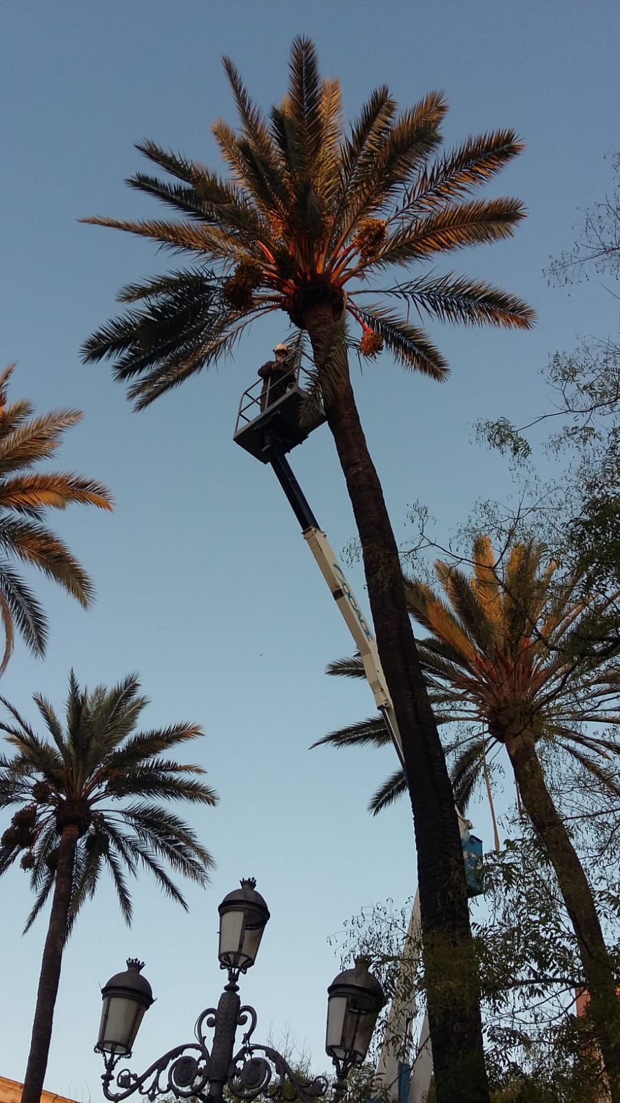 Trabajos de Poda Palmeras