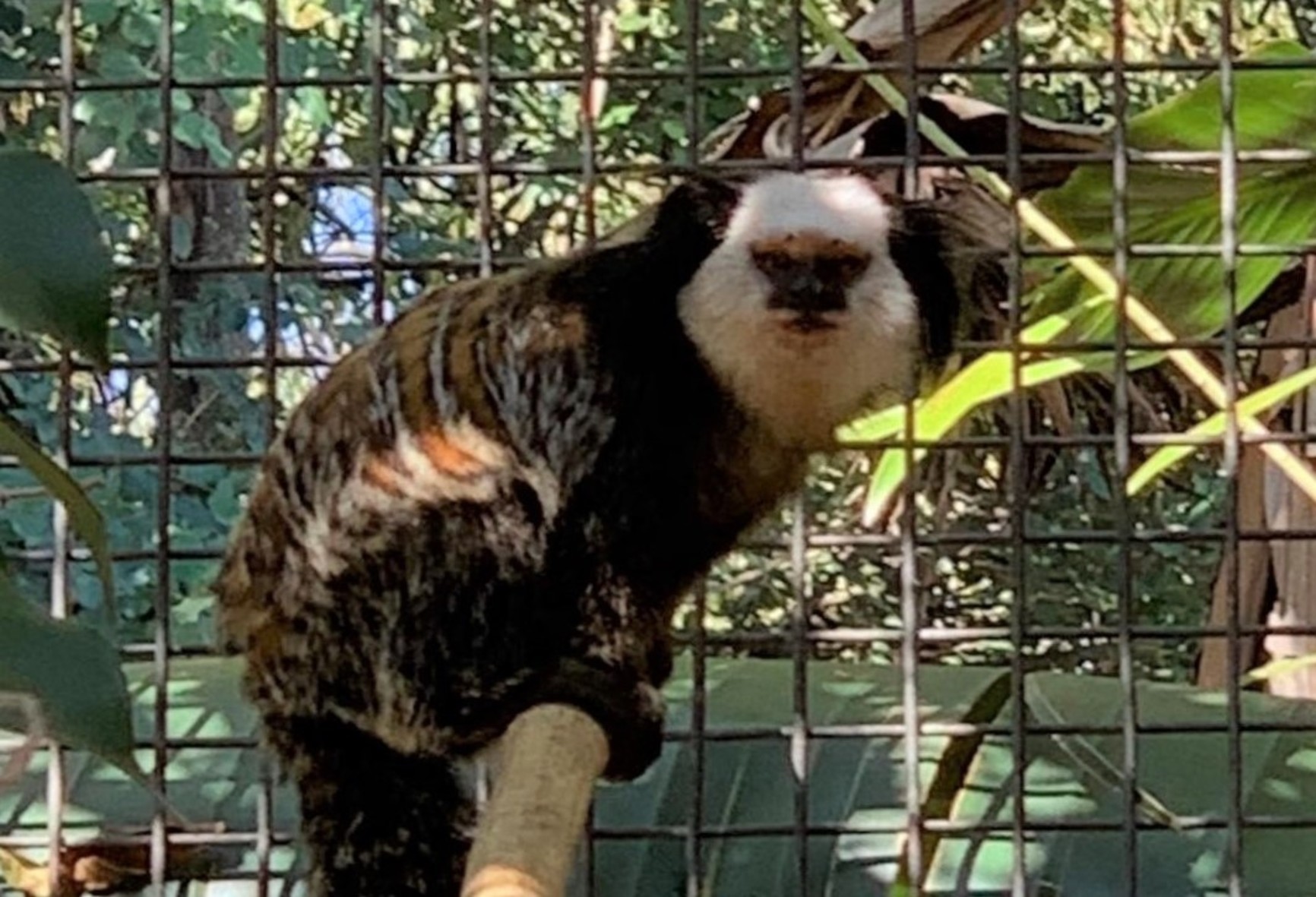 Tití Zoo