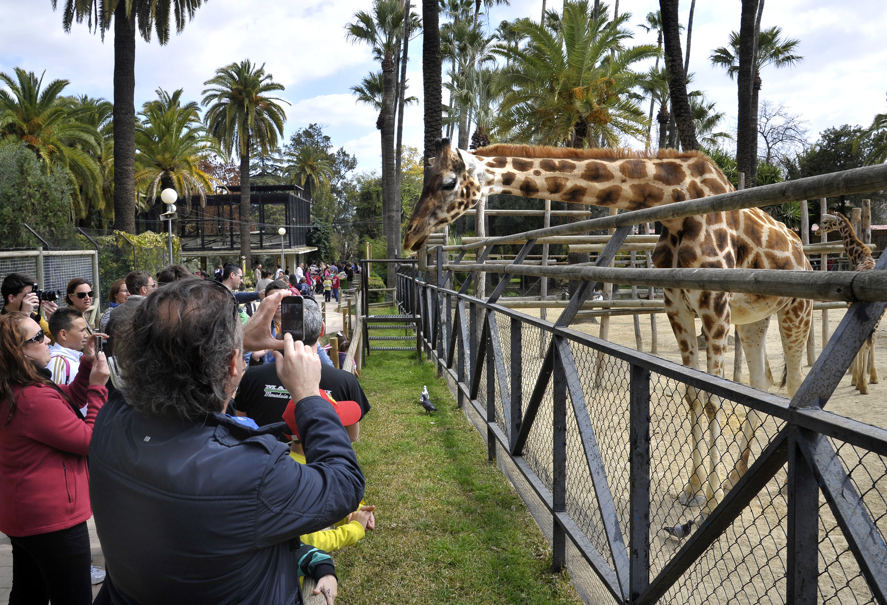 Balance Zoo