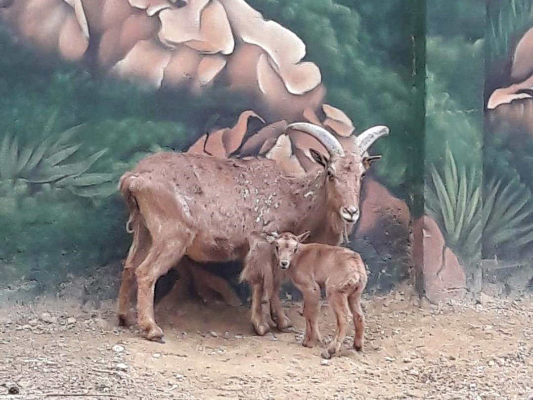 Muflón Zoo Jerez