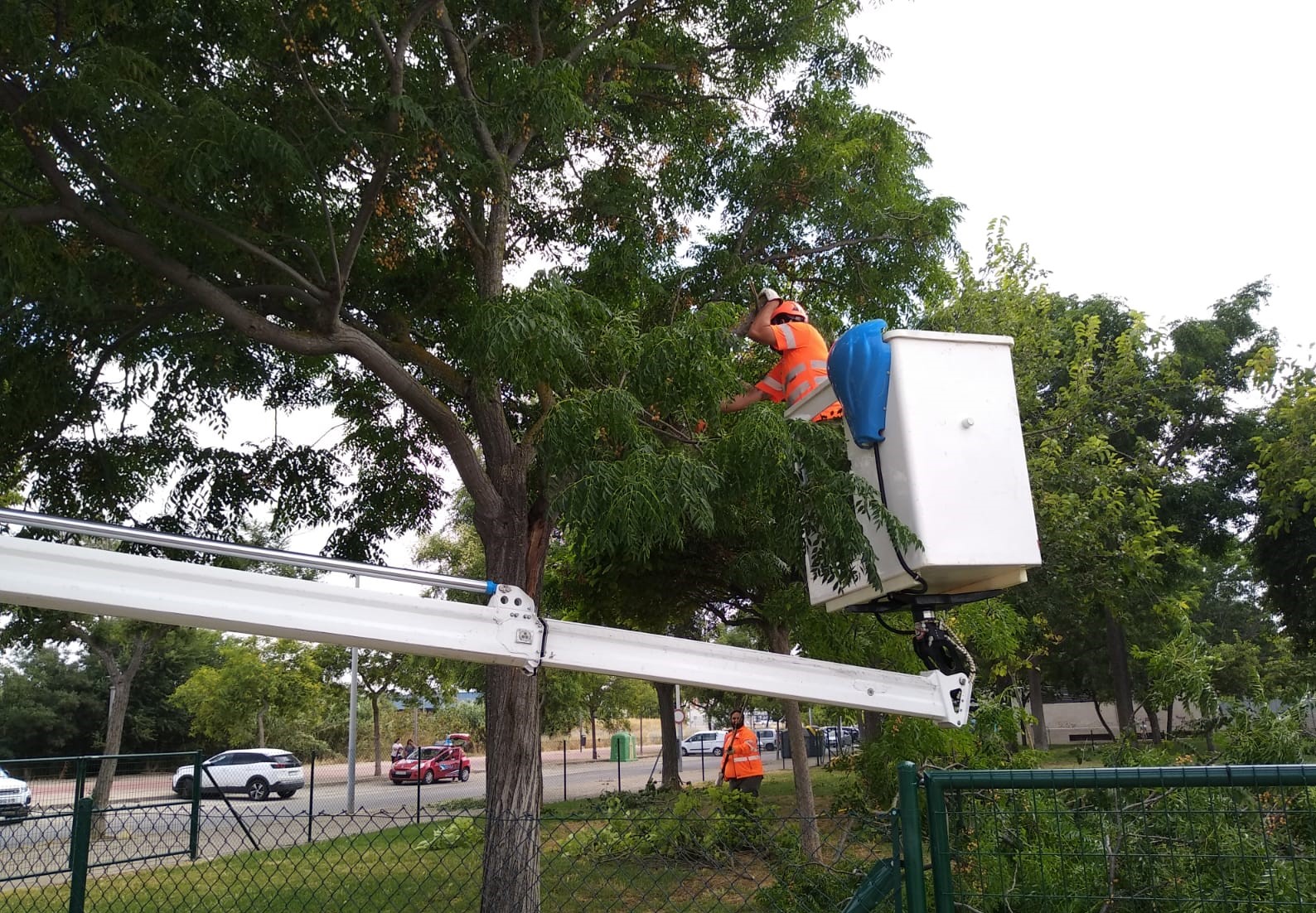 Trabajadores realizando labores en un parque