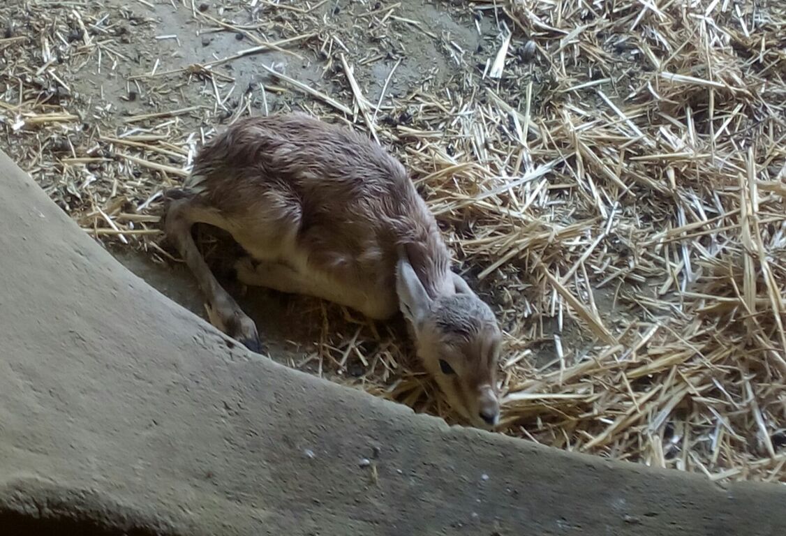 Gacela dorca