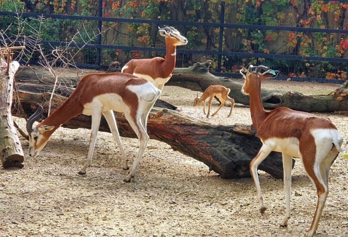 Nacimiento nueva gacela en el Zoo