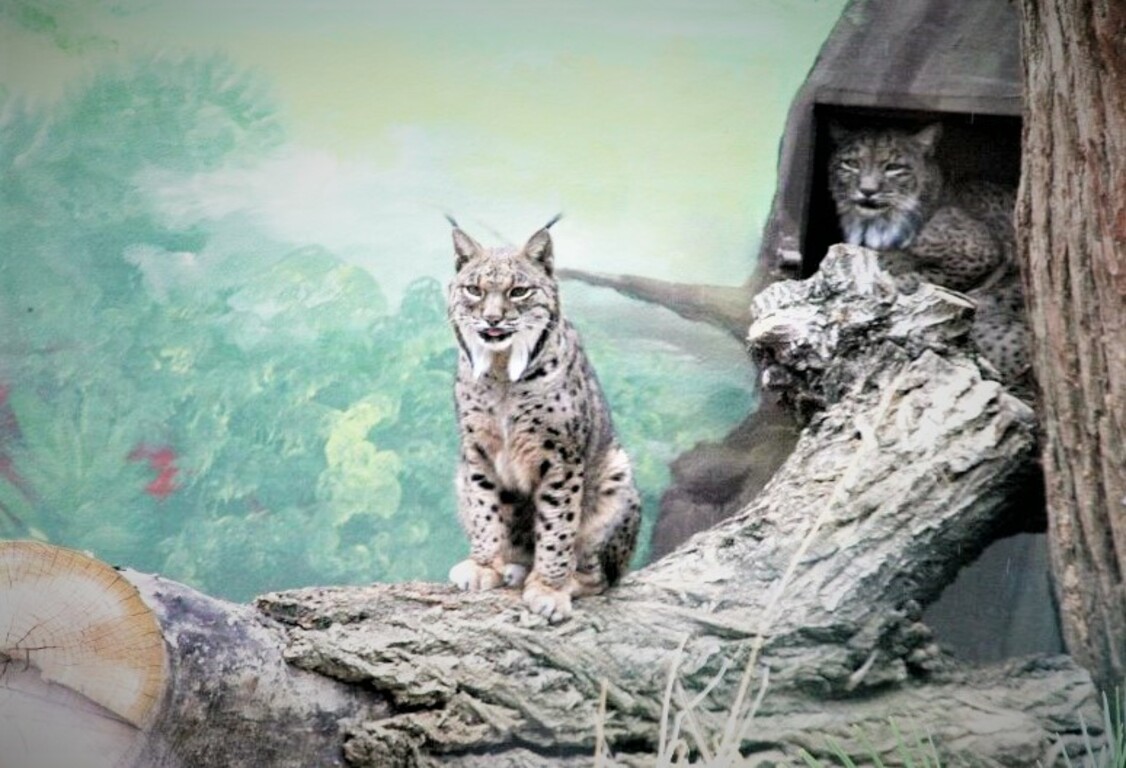 Programa Lince Ibérico