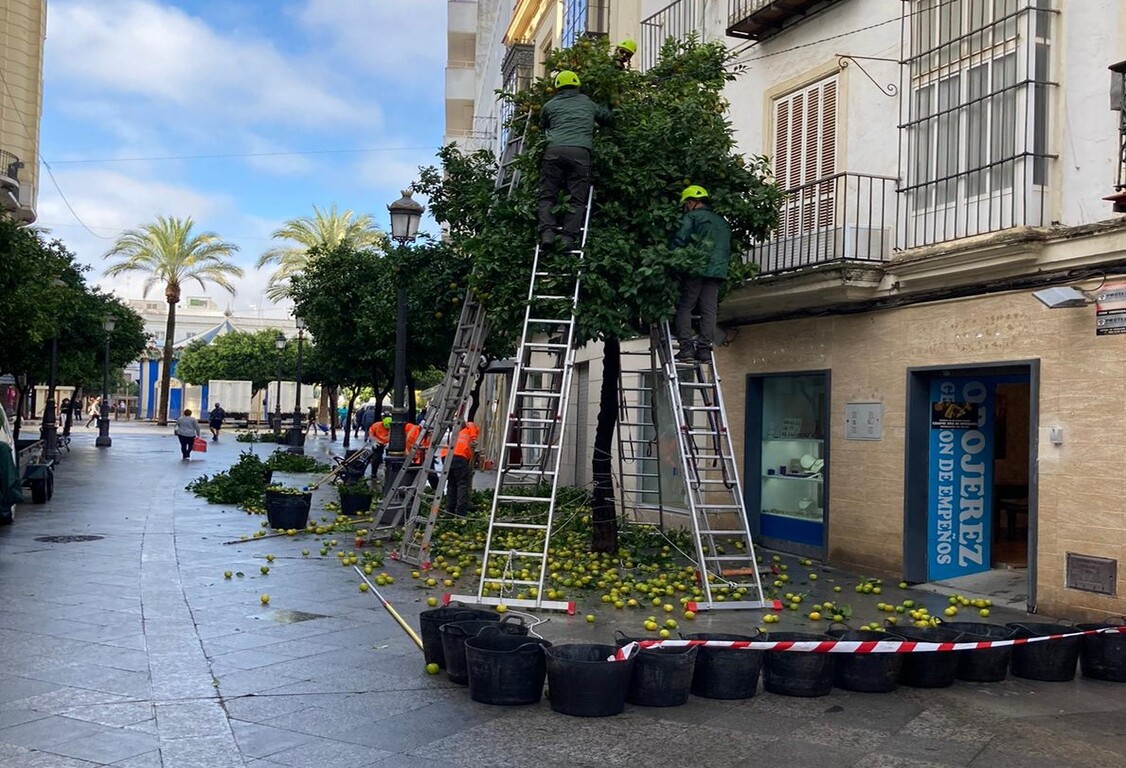 Recogida de naranjas árboles de la ciudad