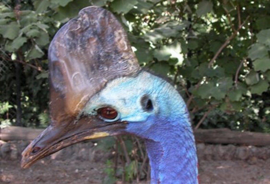 Nuevo ejemplar de casuario en el Zoo