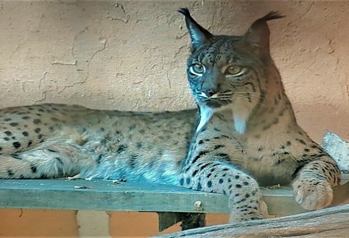 Nuevo lince ibérico en el Zoobotánico Jerez