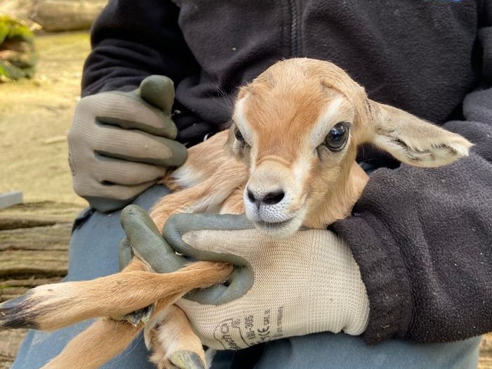 El animal recientemente nacido en brazos de su cuidador