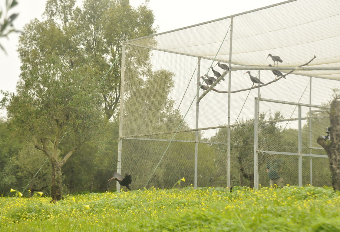 Traslado nuevos ibis eremitas