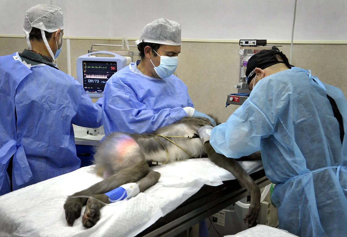 Intervención mandril del Zoo