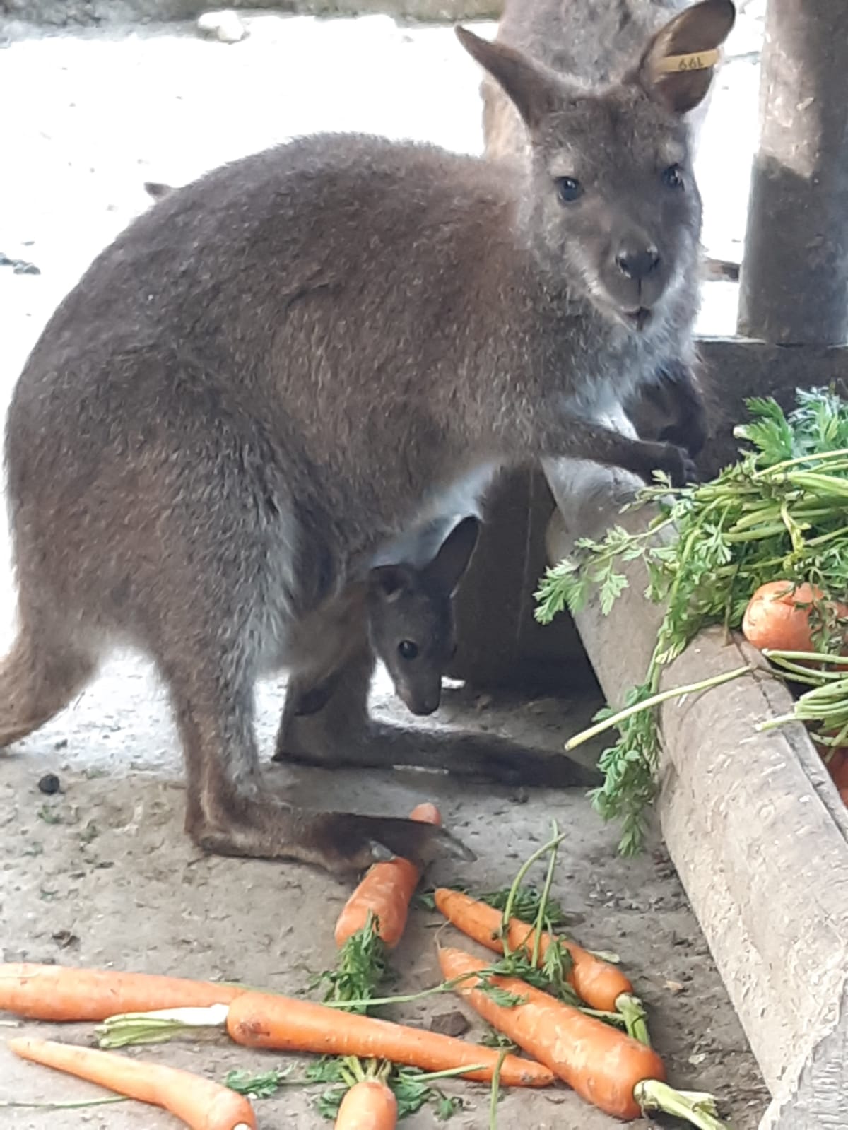 Canguro