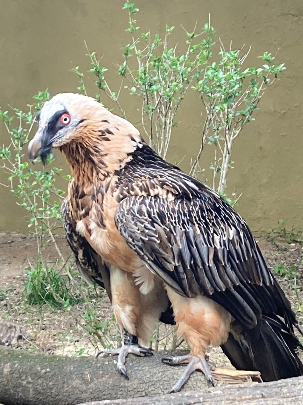 Macho de quebrantahuesos