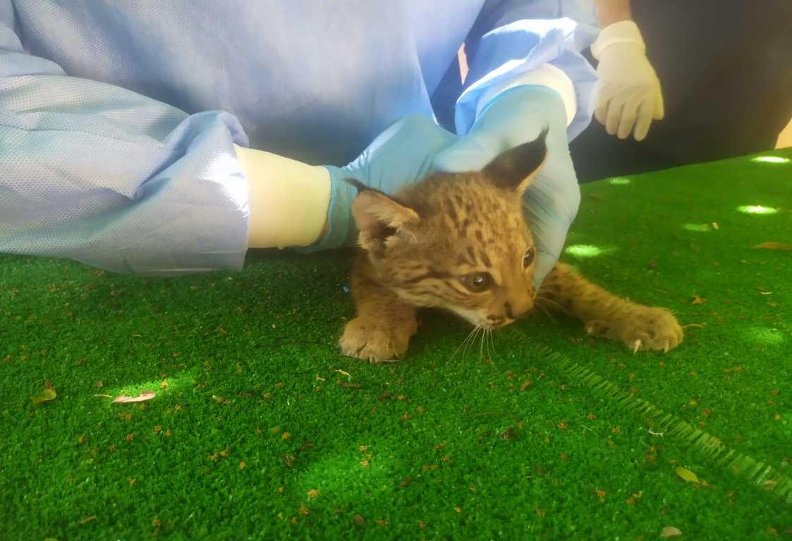 Lince ibérico en Zoo Jerez