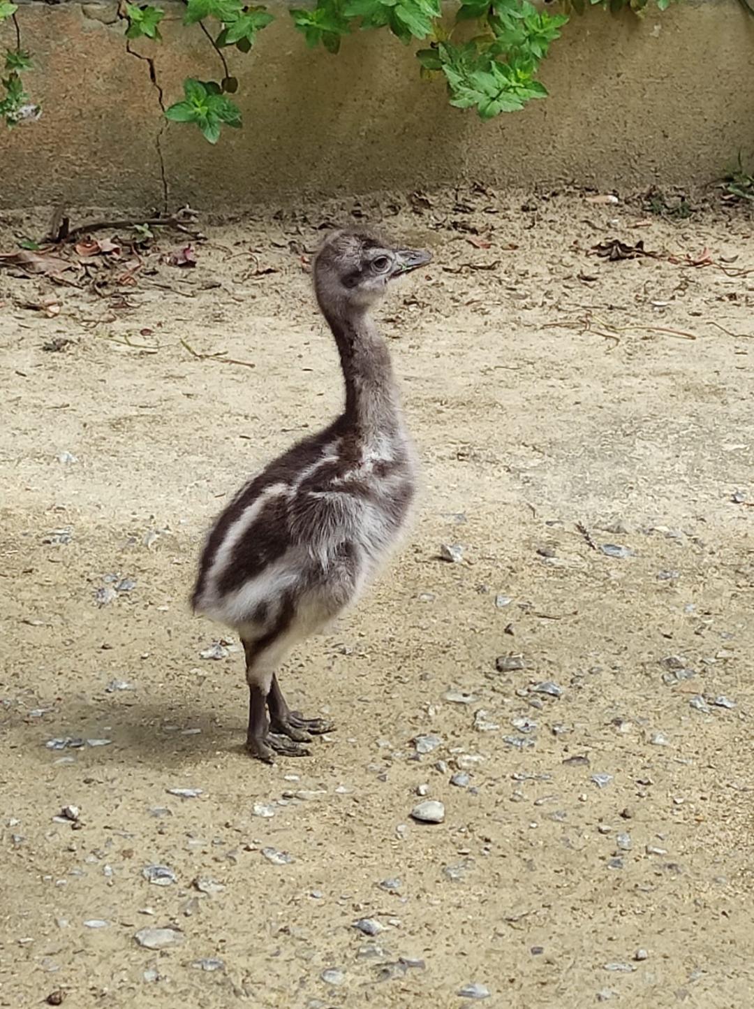 Ñandú de Darwin en Zoobotánico Jerez