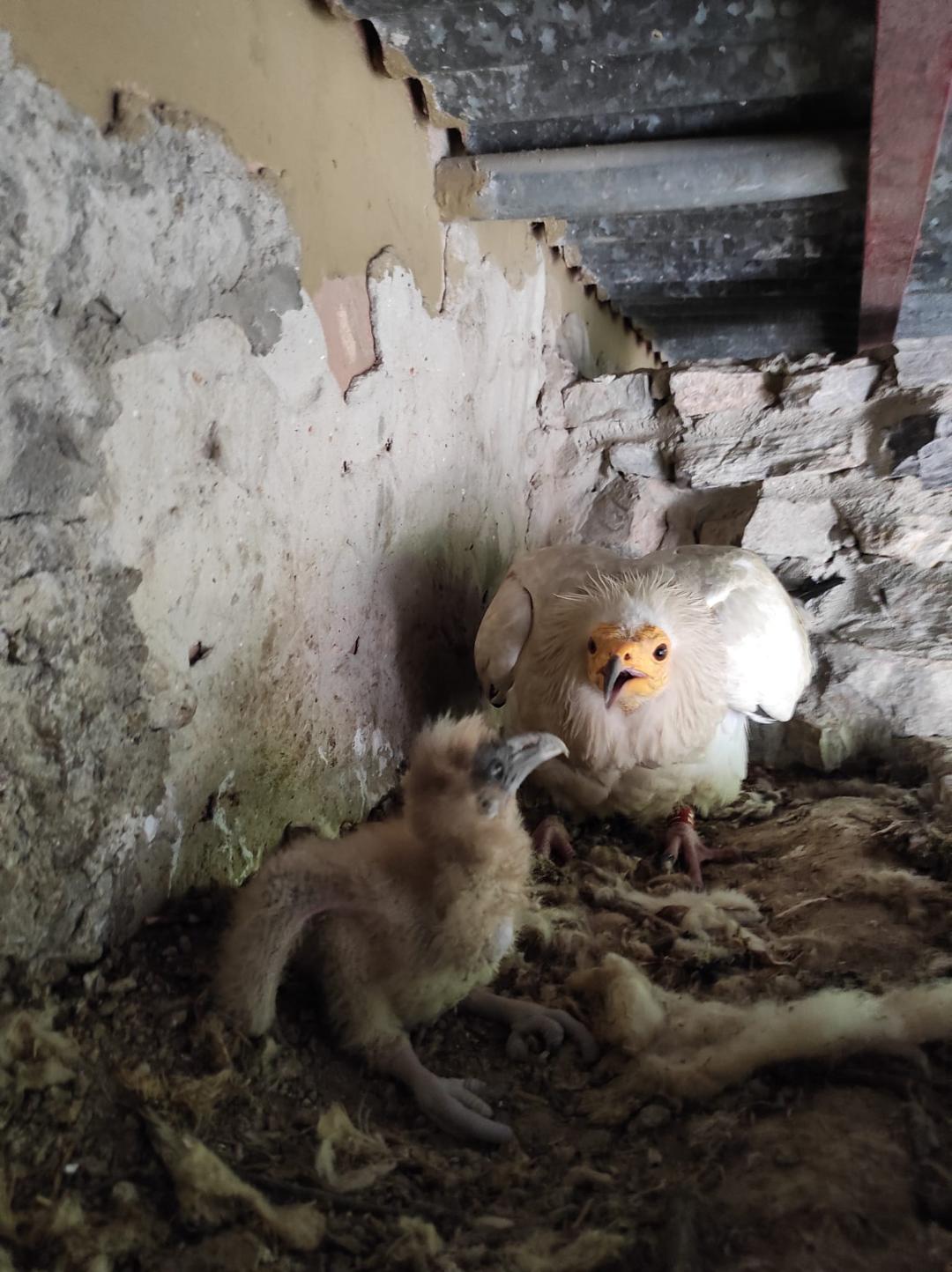Nacimiento alimoches en el Zoo de Jerez