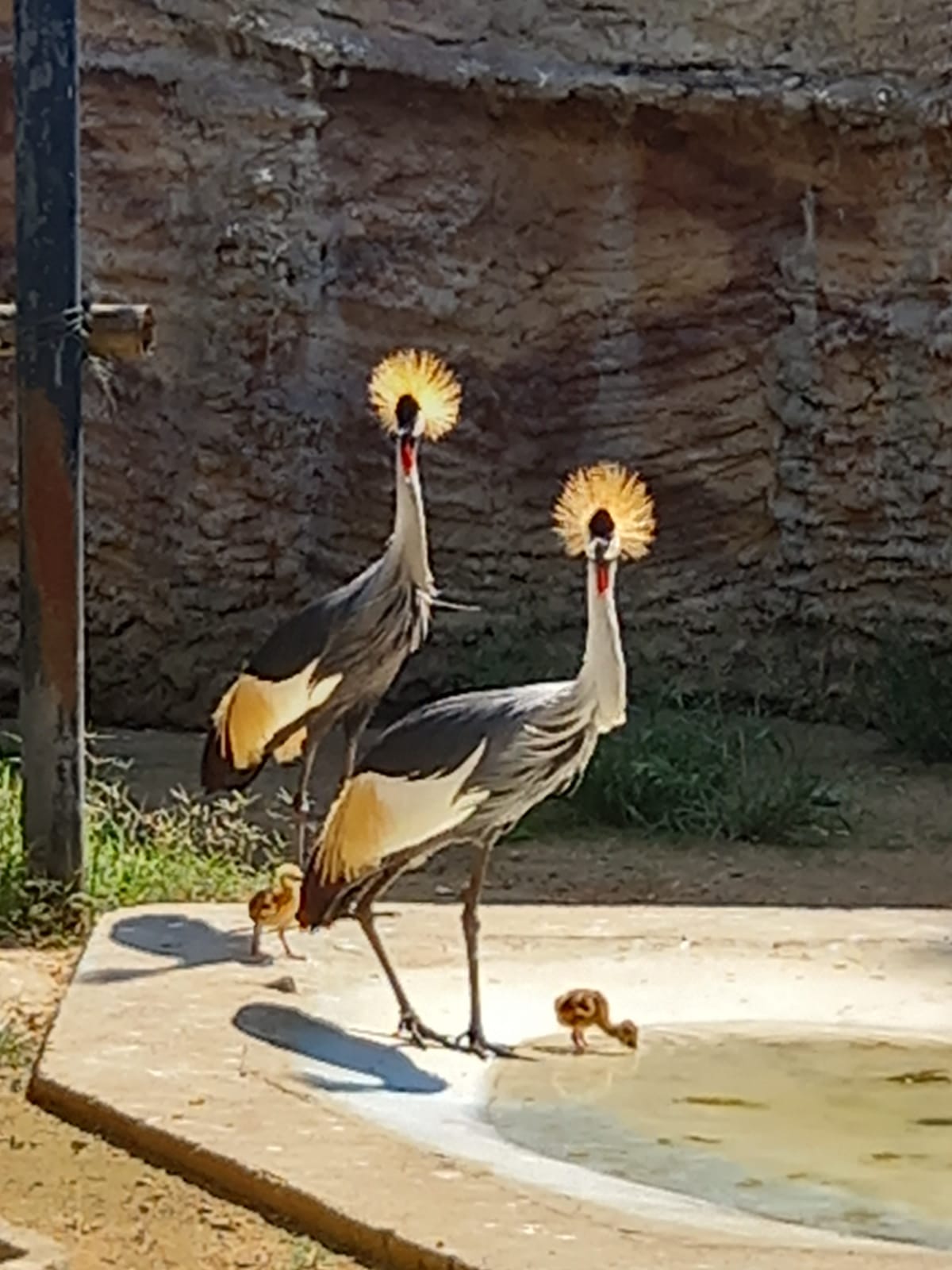 Grullas