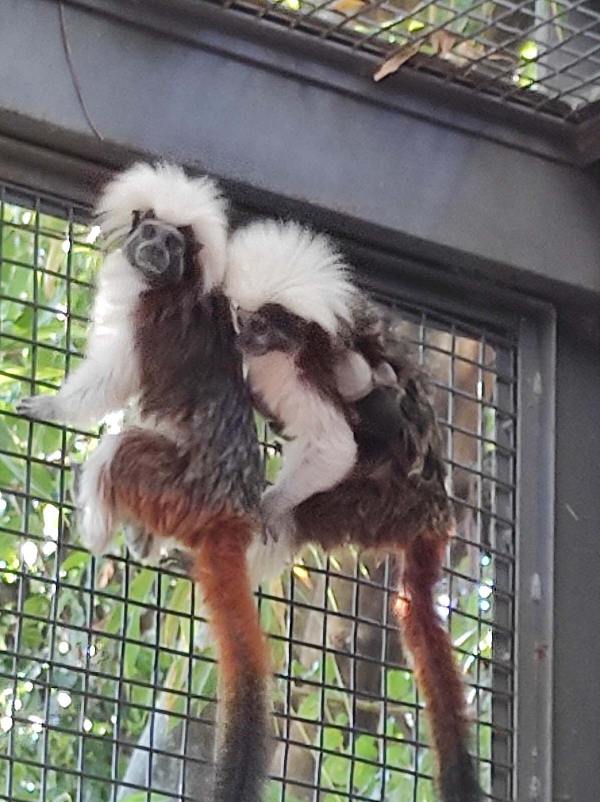 Los animales junto a sus crías