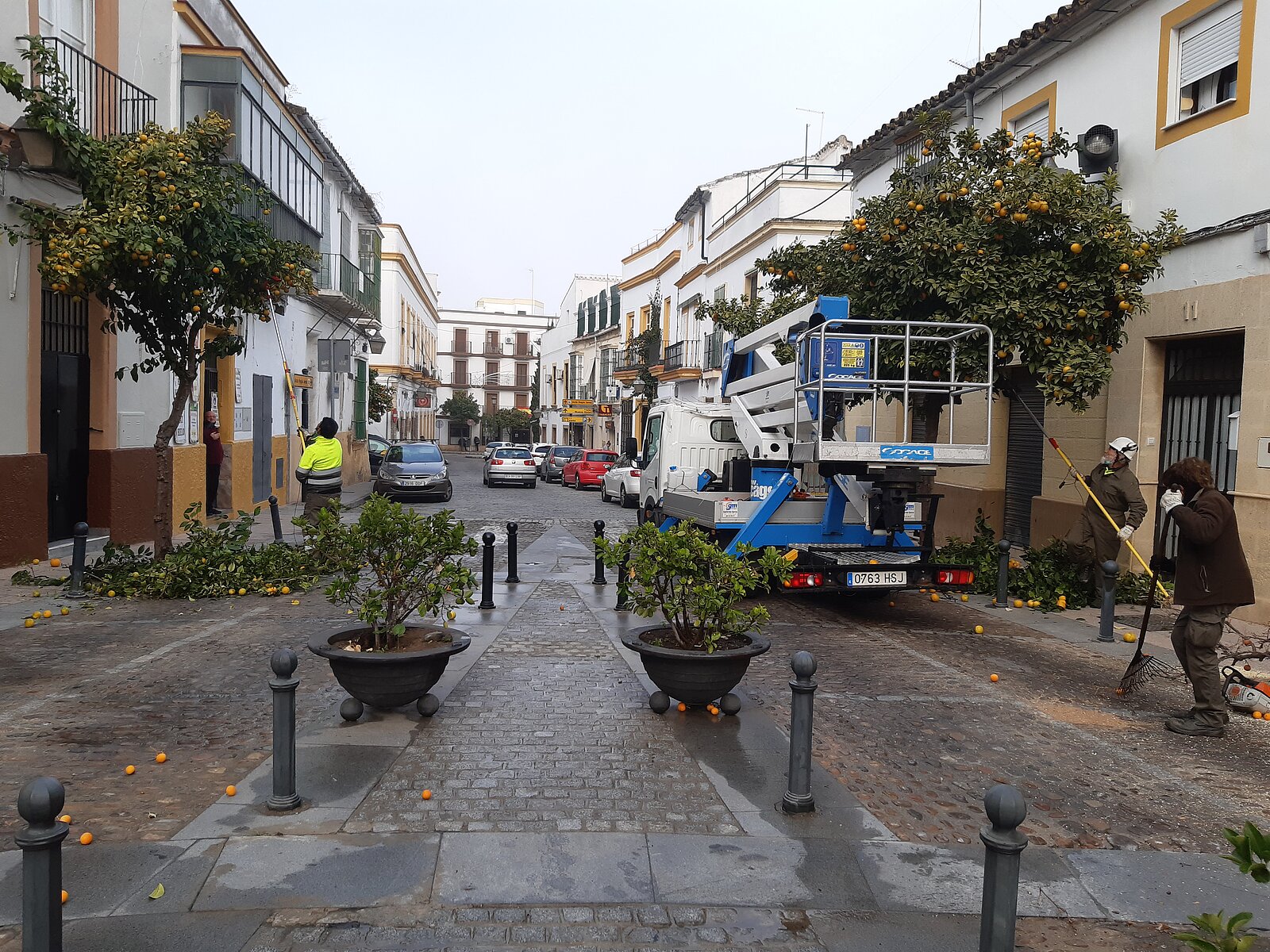 Operarios recogiendo naranjas