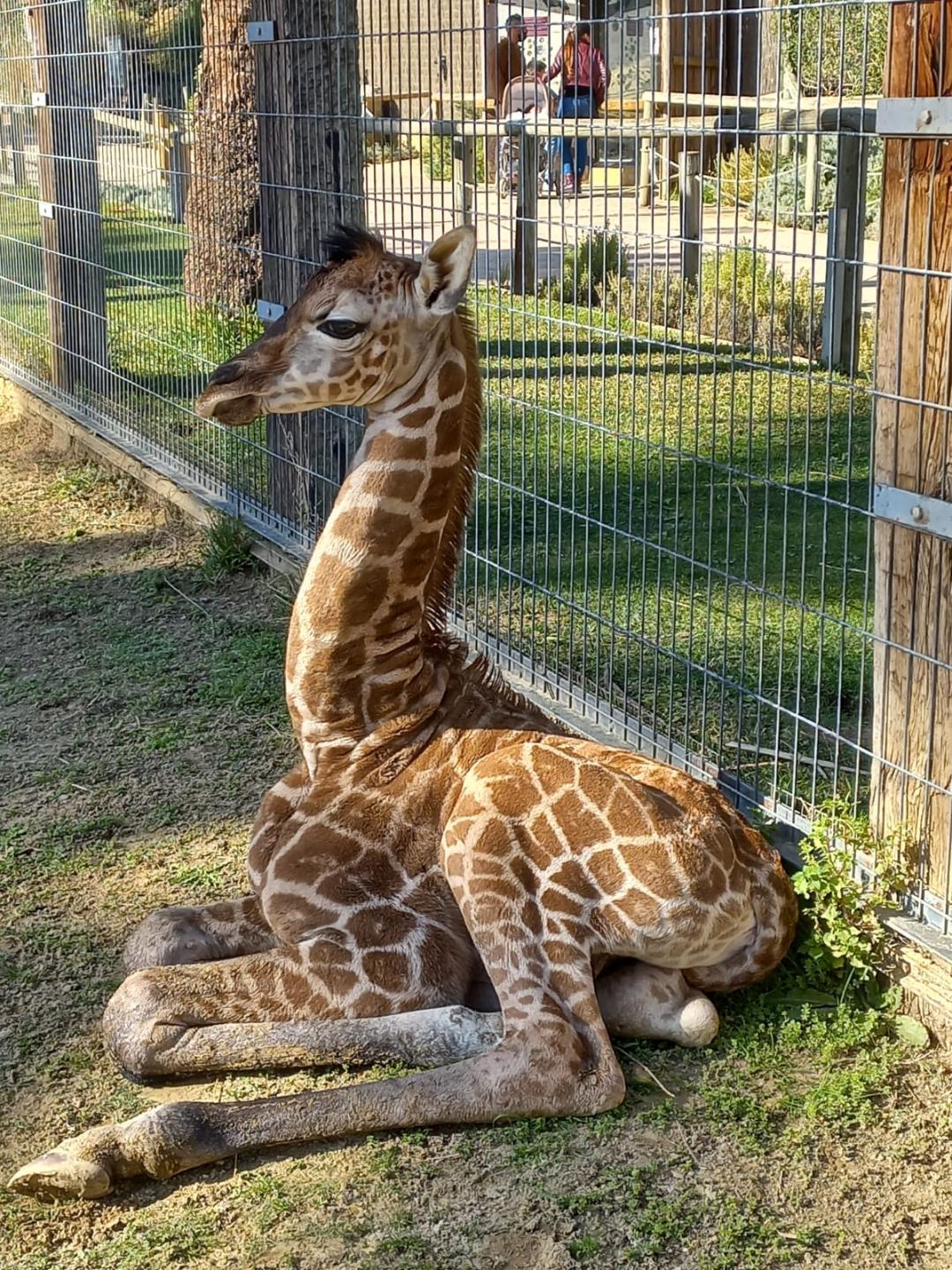 Nueva cría de jirafa en el Zoo de Jerez