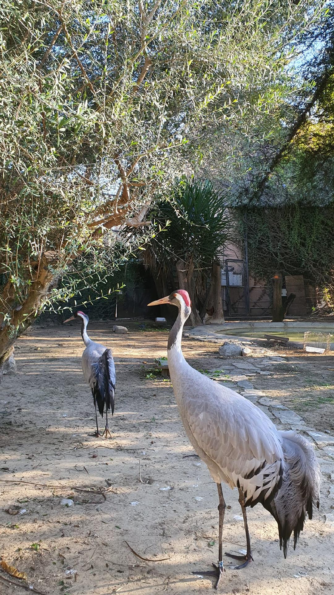 Grulla Común en el Zoobotánico de Jerez