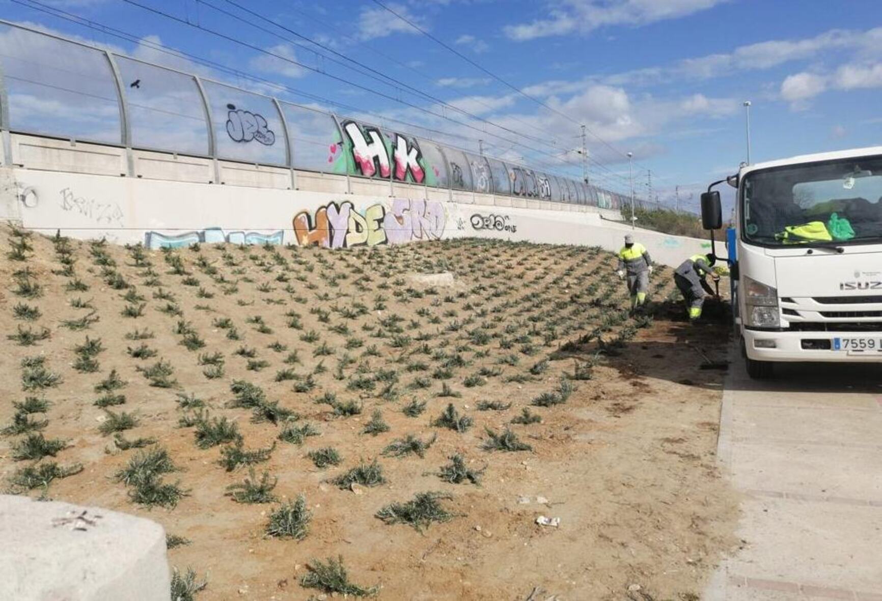Plantación de romero en viales de Jerez