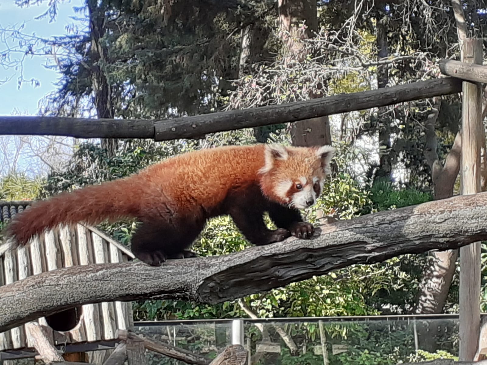 Nuevo panda rojo en el Zoo de Jerez