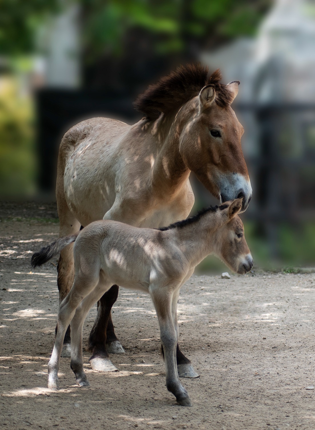 Ejemplar de Przewalski nacido en el Zoo de Jerez