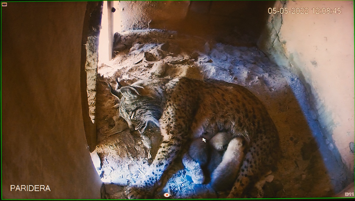 lince