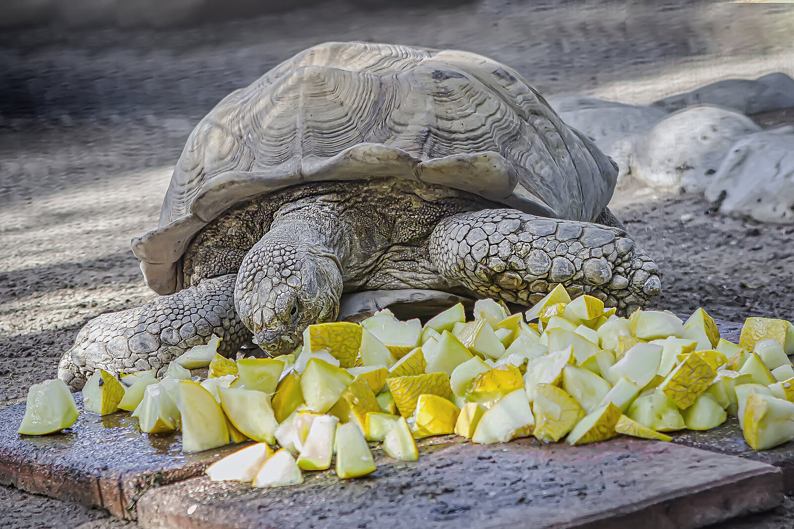 tortugas