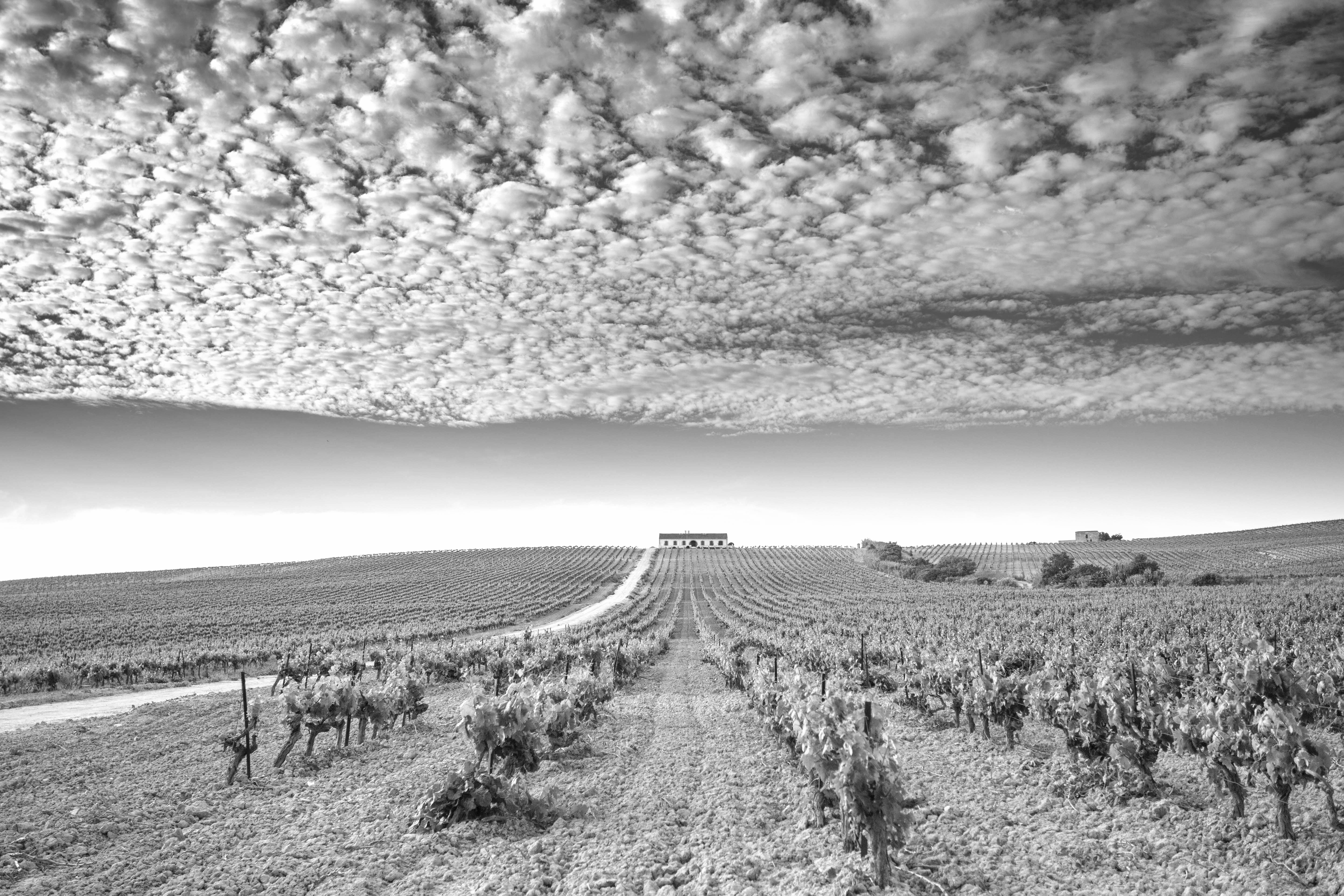 Imagen ganadora I Certamen fotográfico 'Viñas de los vinos de Jerez' 