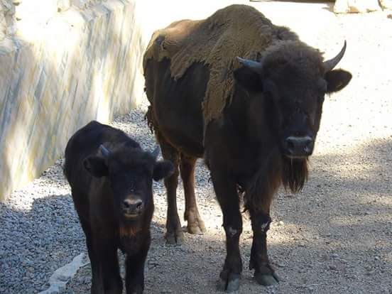 bisonte