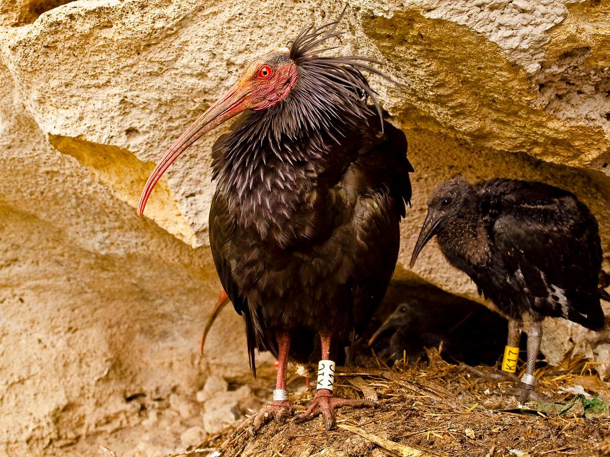 Ibis Eremita
