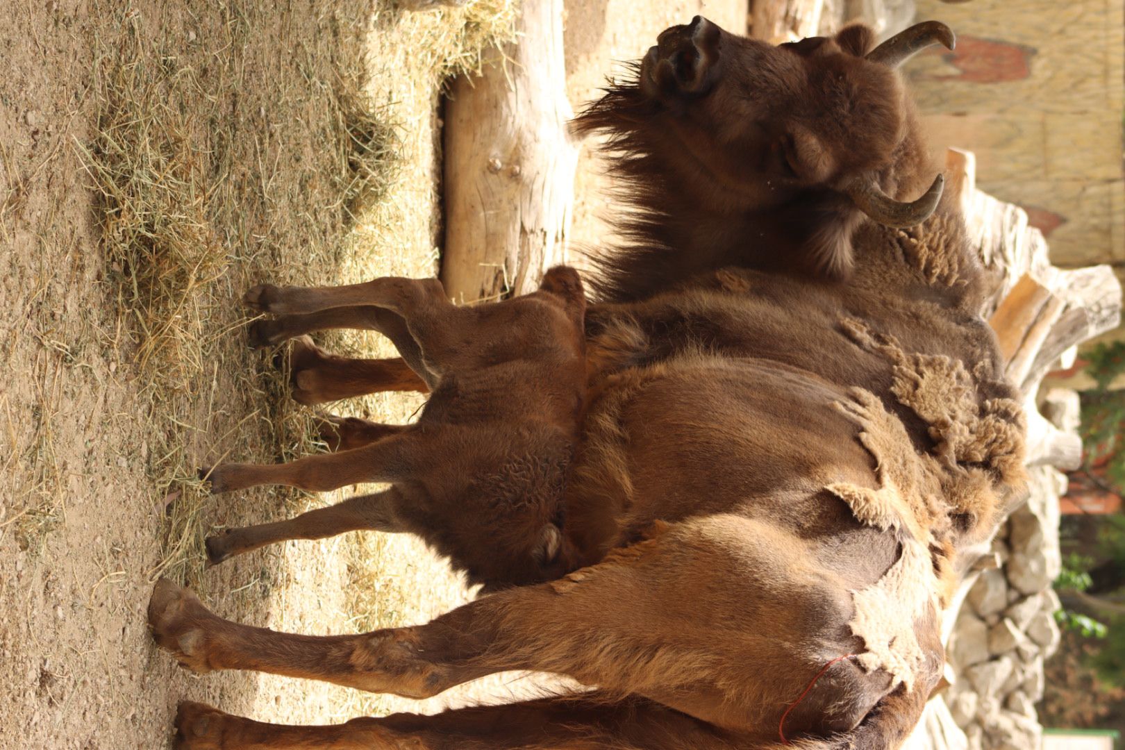 Nace cría de bisonte en el Zoo Jerez