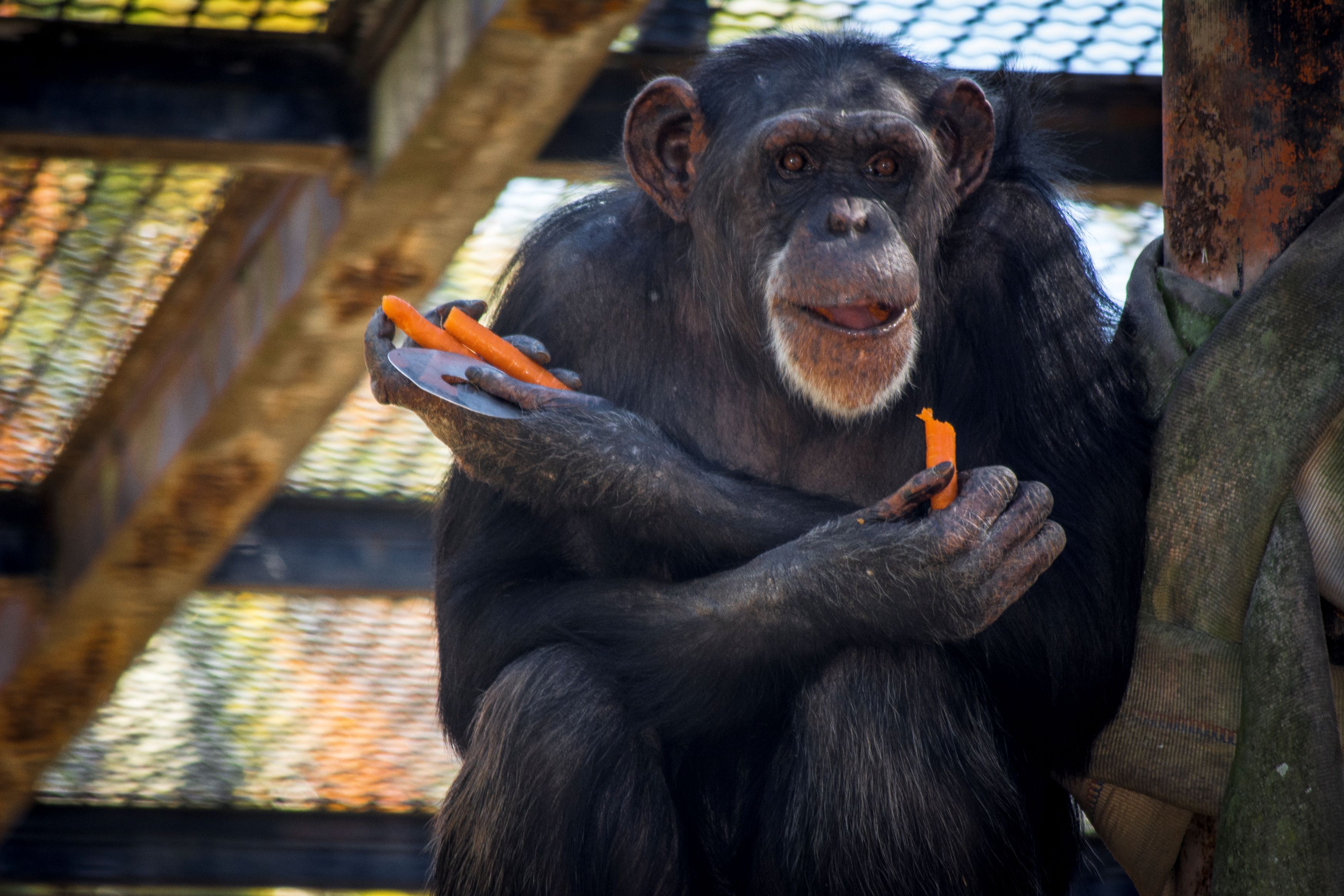 Traslado de la chimpancé Lulú