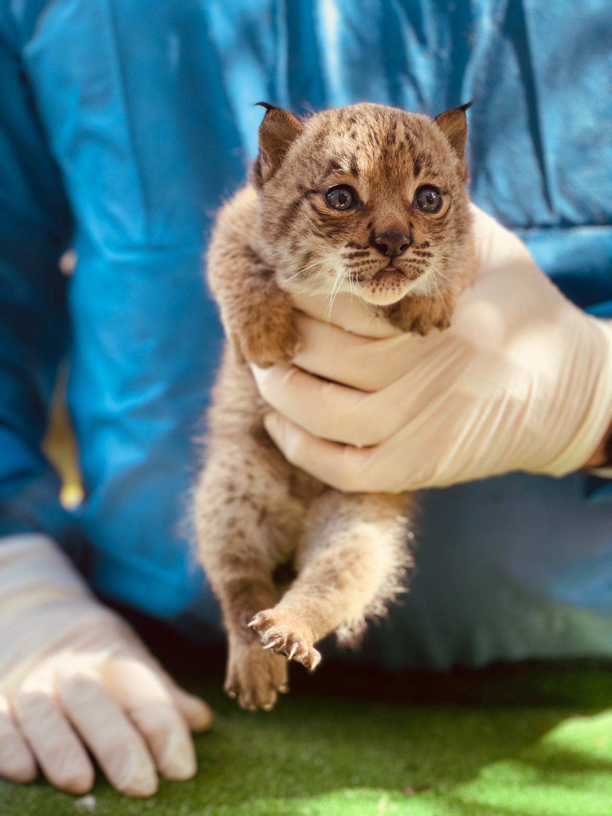 Cría de lince ibérico