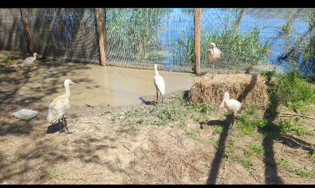 Espátulas del Zoobotánico
