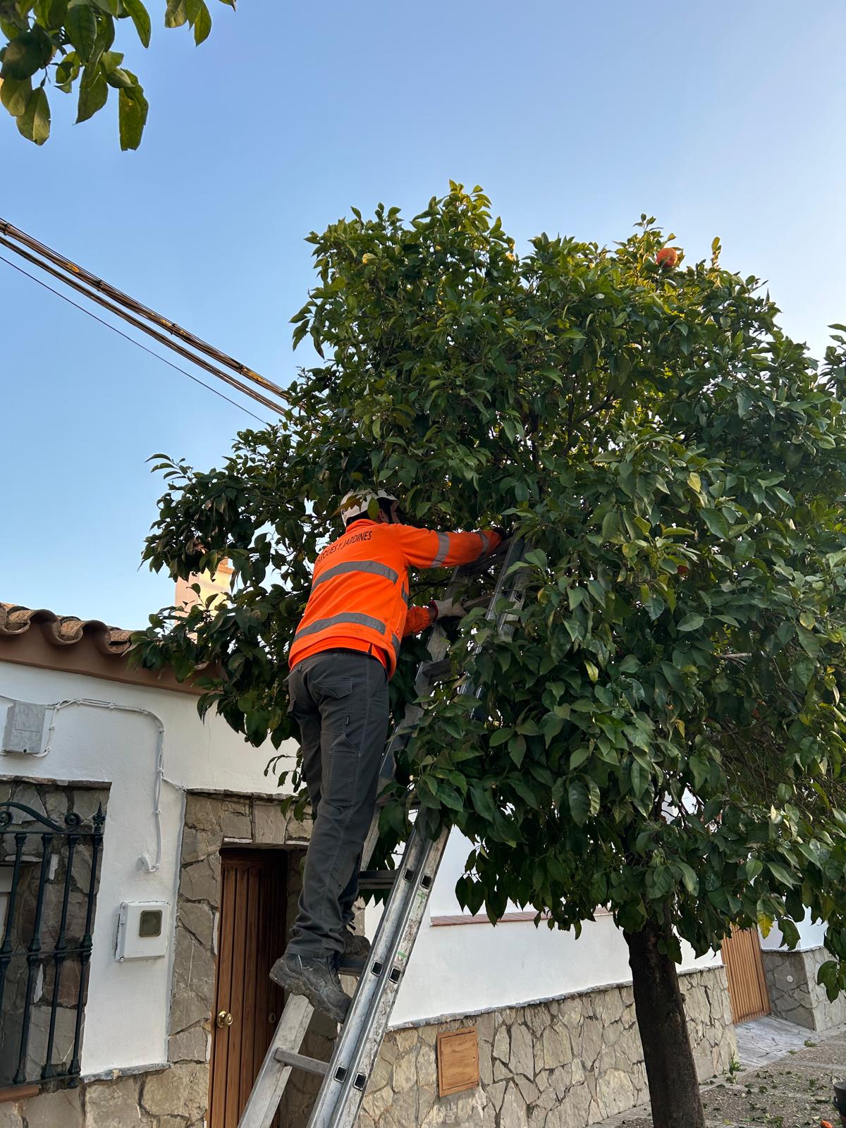 Trabajadores recogiendo las naranjas