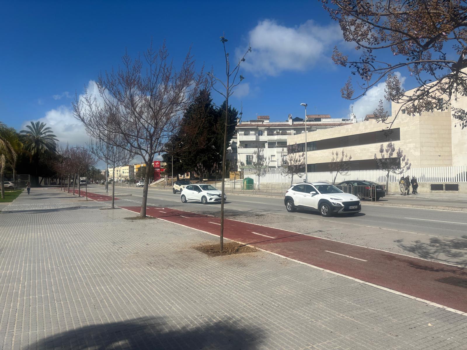Ejemplares ya plantados en la zona de la Barriada de La Asunción